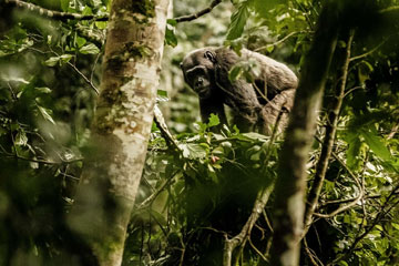 09 Days Akagera & Nyungwe Experience