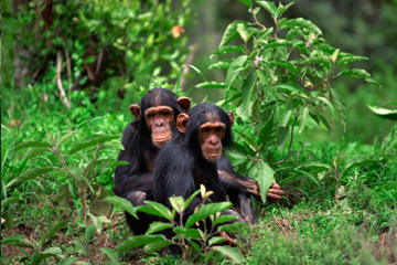 9 Days Akagera Nyungwe Experience