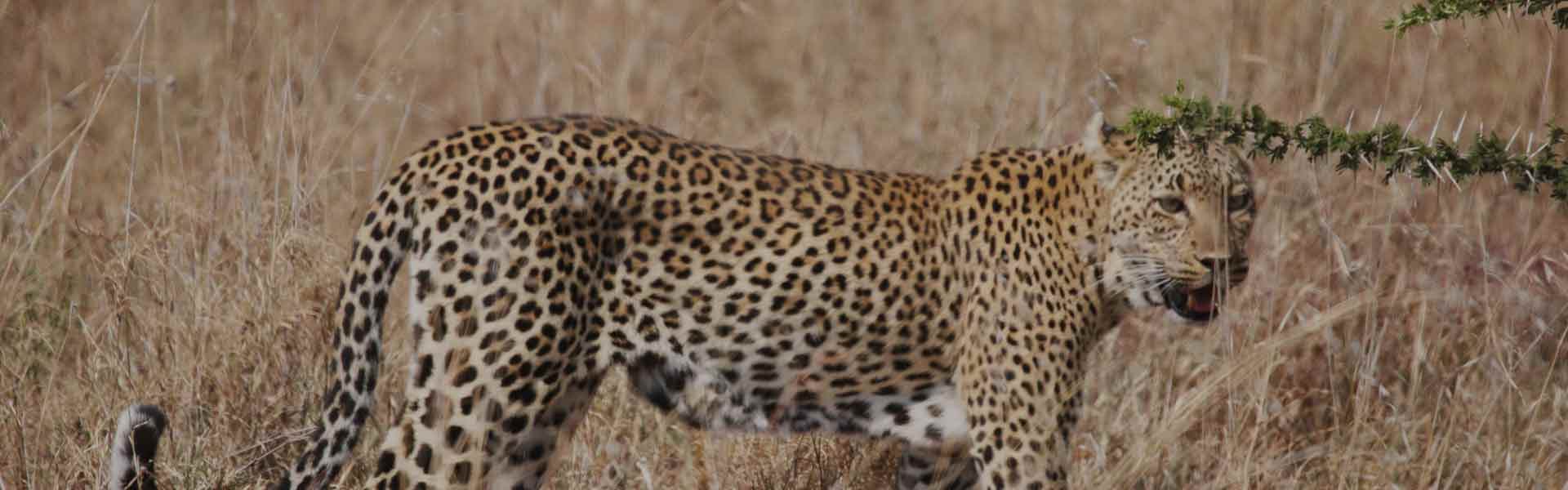 Tarangire National Park-Full Day Safari