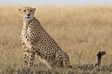 Ngorongoro