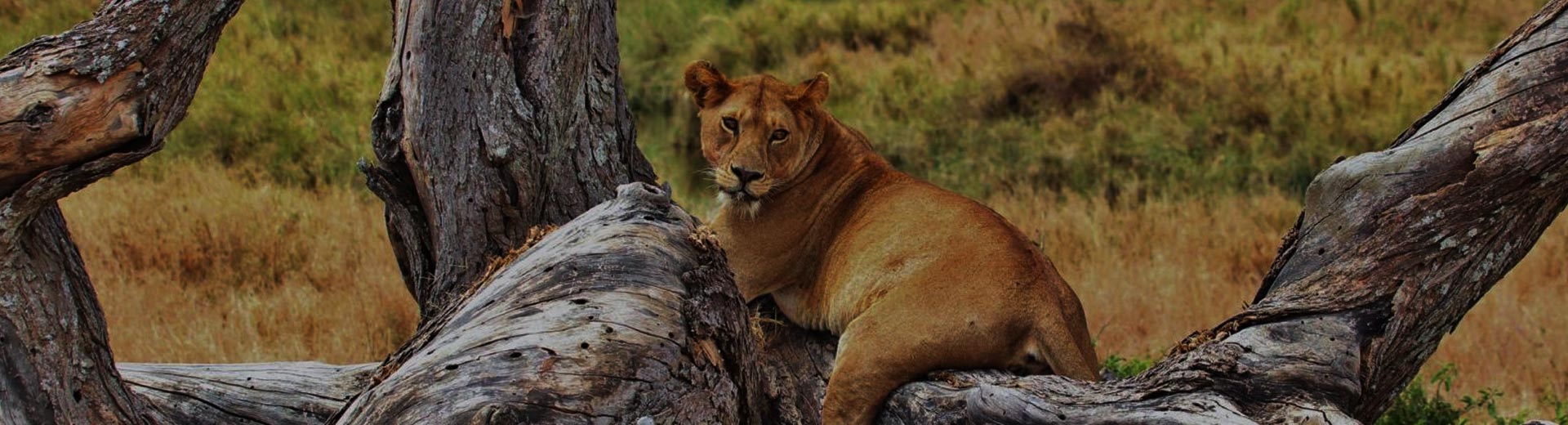 Serengeti National Park