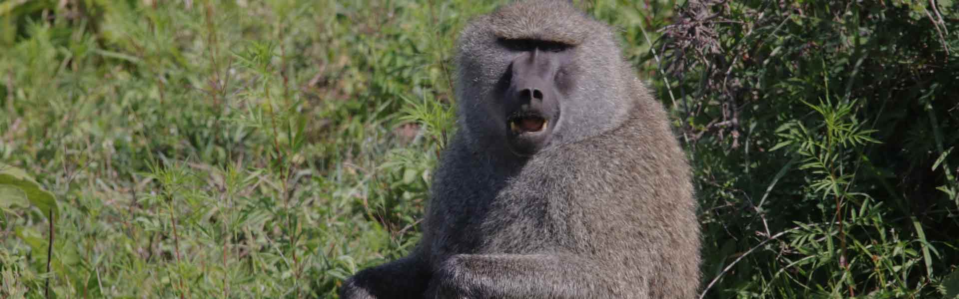 7-Day Tanzania Classic Wildlife Tour