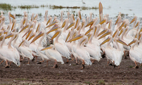 7-Day Tanzania Classic Wildlife Tour