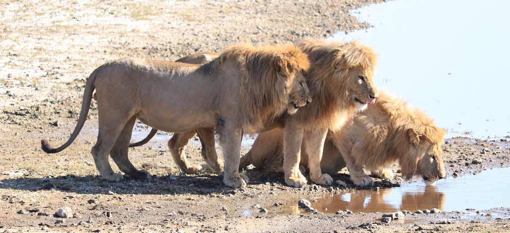 Serengeti – Ngorongoro Conservation Area - Karatu