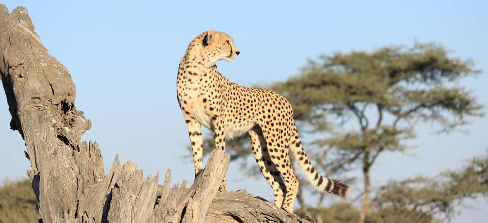 Ngorongoro Crater Tour