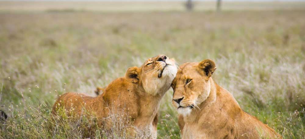 Ngorongoro – Tarangire National Park