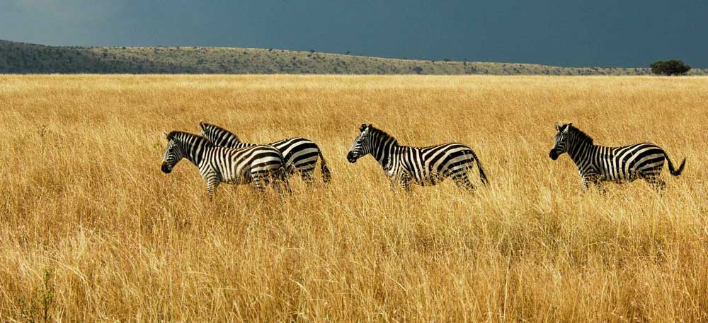 Tarangire – Arusha