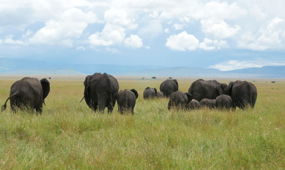 Serengeti – Ngorongoro Conservation Area – Karatu