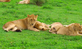 Karatu – Arusha – Departure