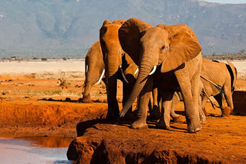 Full-day Amboseli