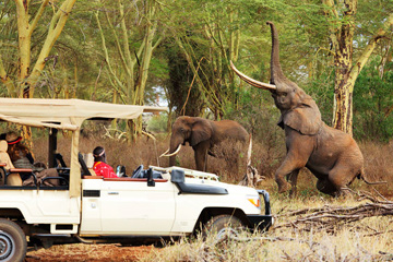 Depart to Tsavo East National Park