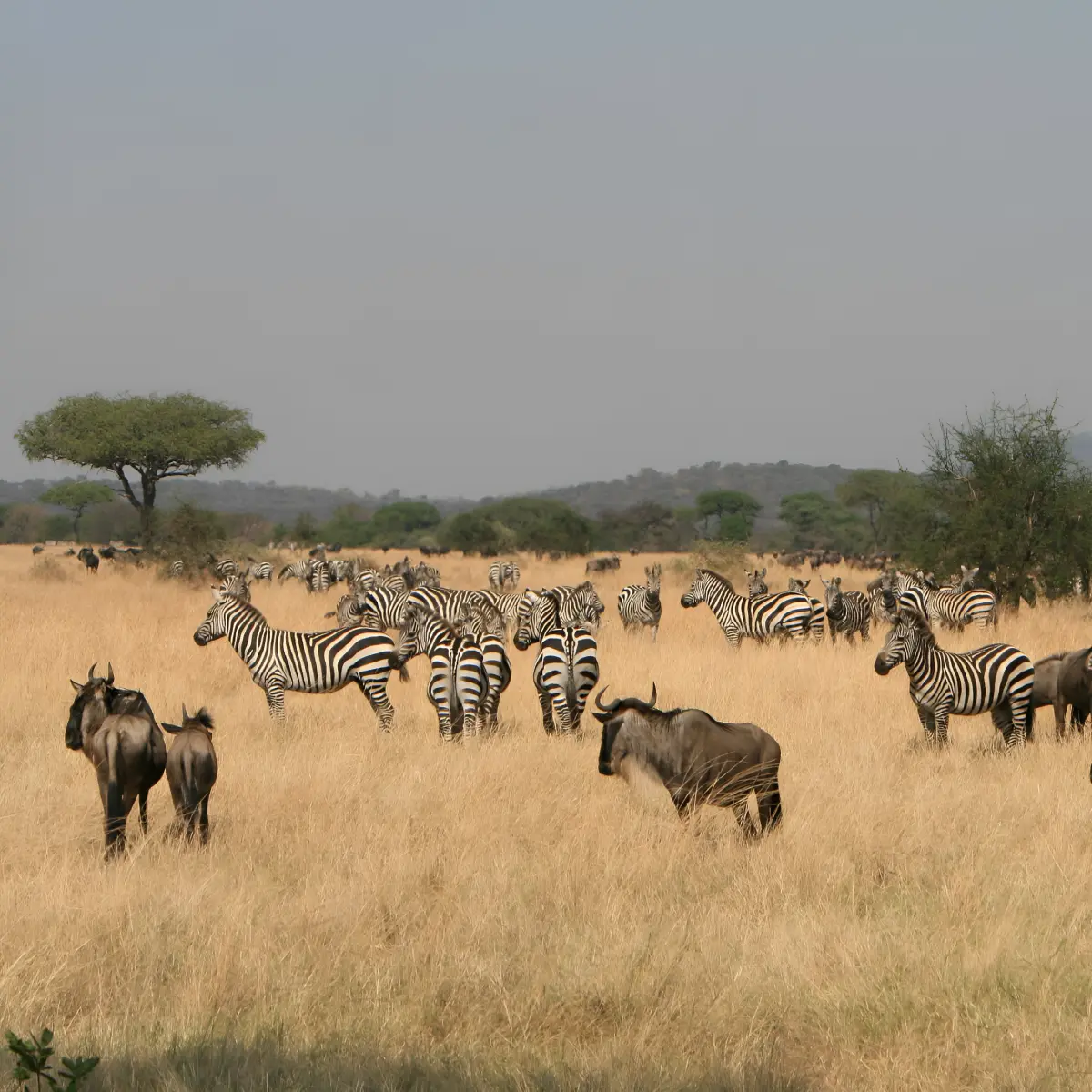 Serengeti National Park
