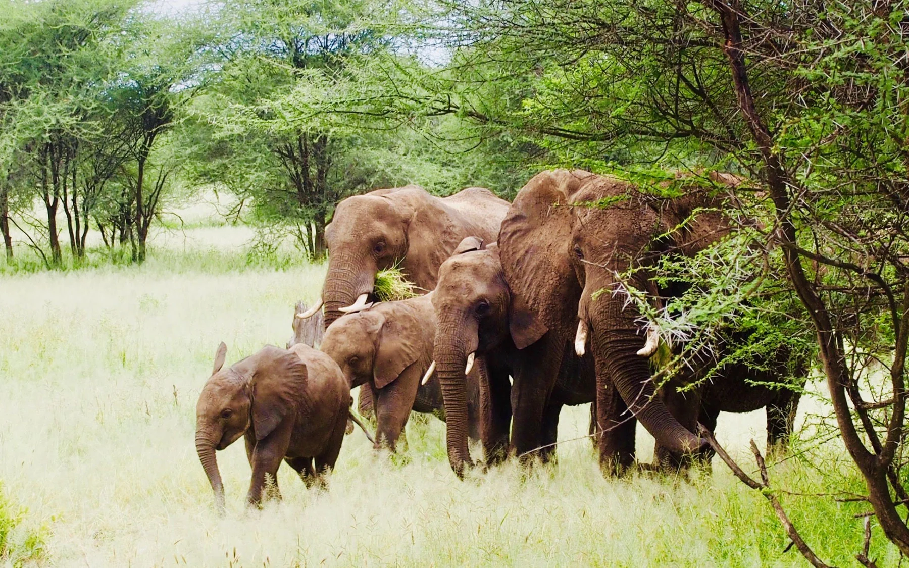 Tarangire Wildlife