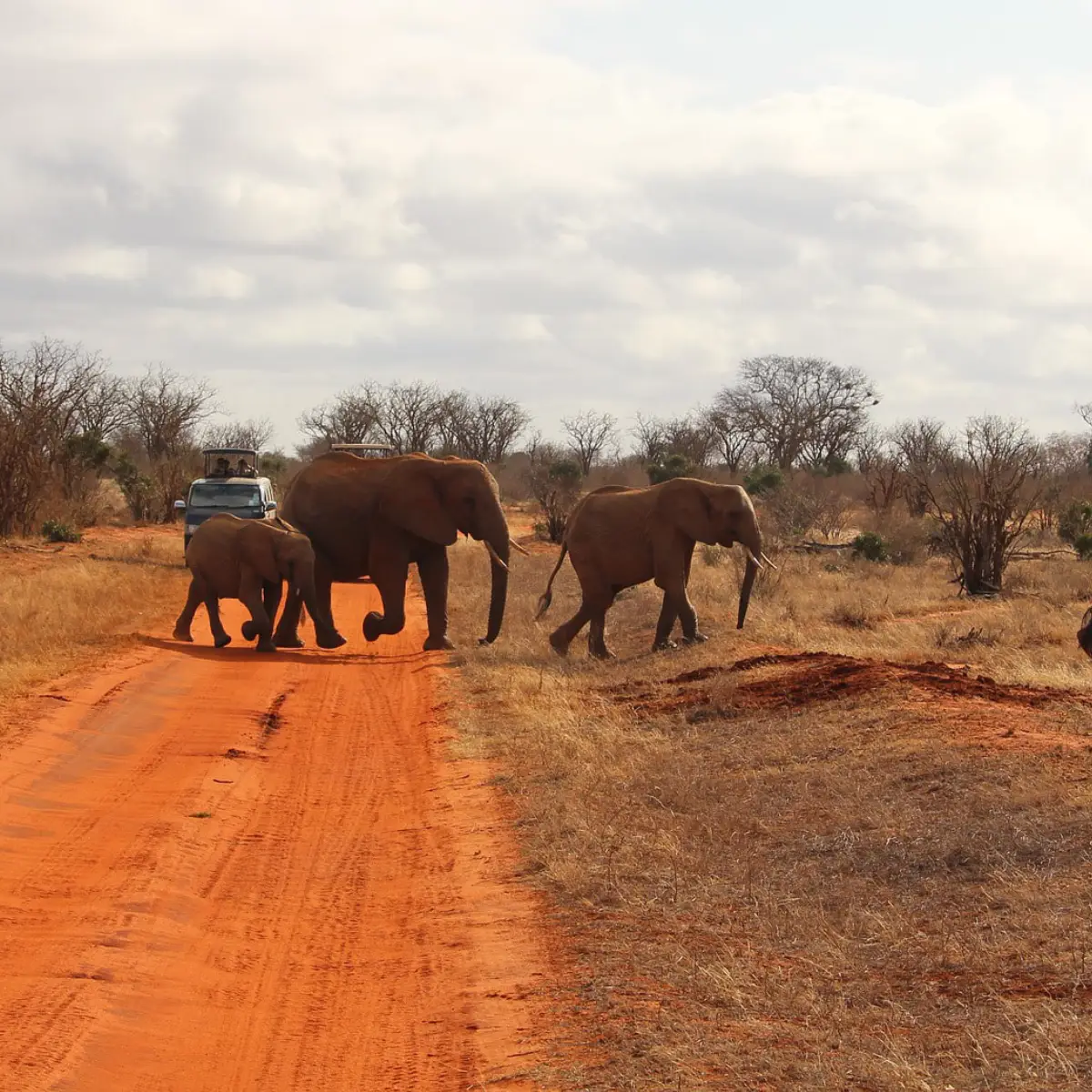 Tsavo East and West National Parks