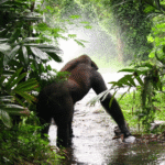 Golden Monkey trekking & transfer to Kigali International Airport.