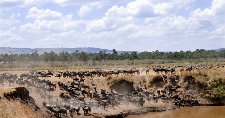 Ol-Pejeta Conservancy – Rhino & Chimpanzee Sanctuary