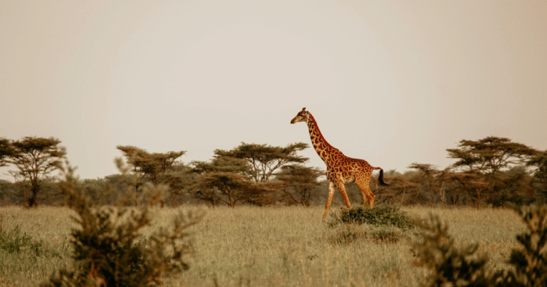 3 Days 2 Nights Untamed Wilderness Samburu