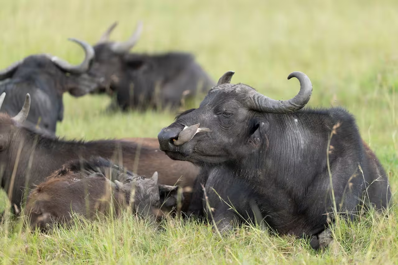 Maasai Mara Game Reserve
