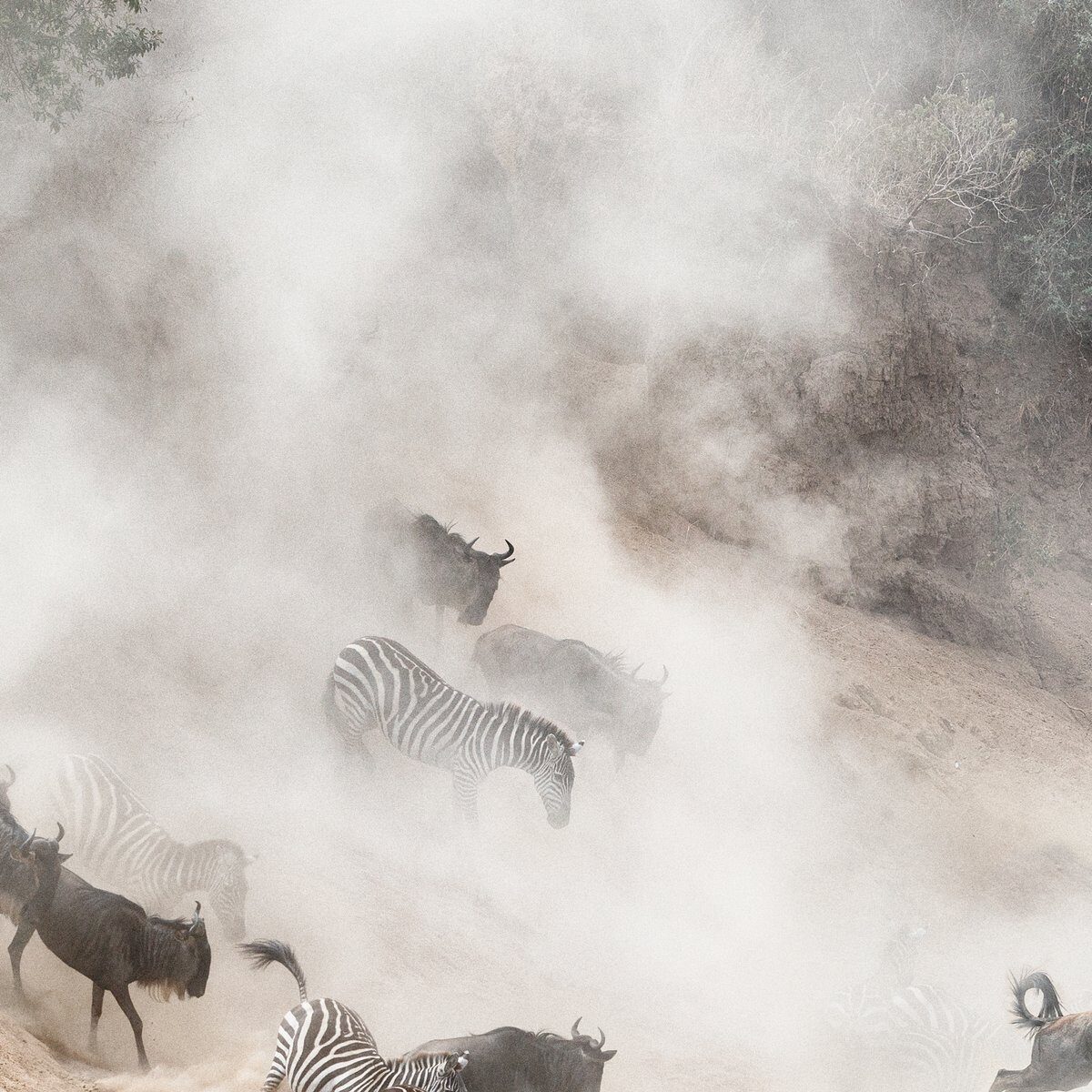 8 Days Splendor Of Kenya & Tanzania