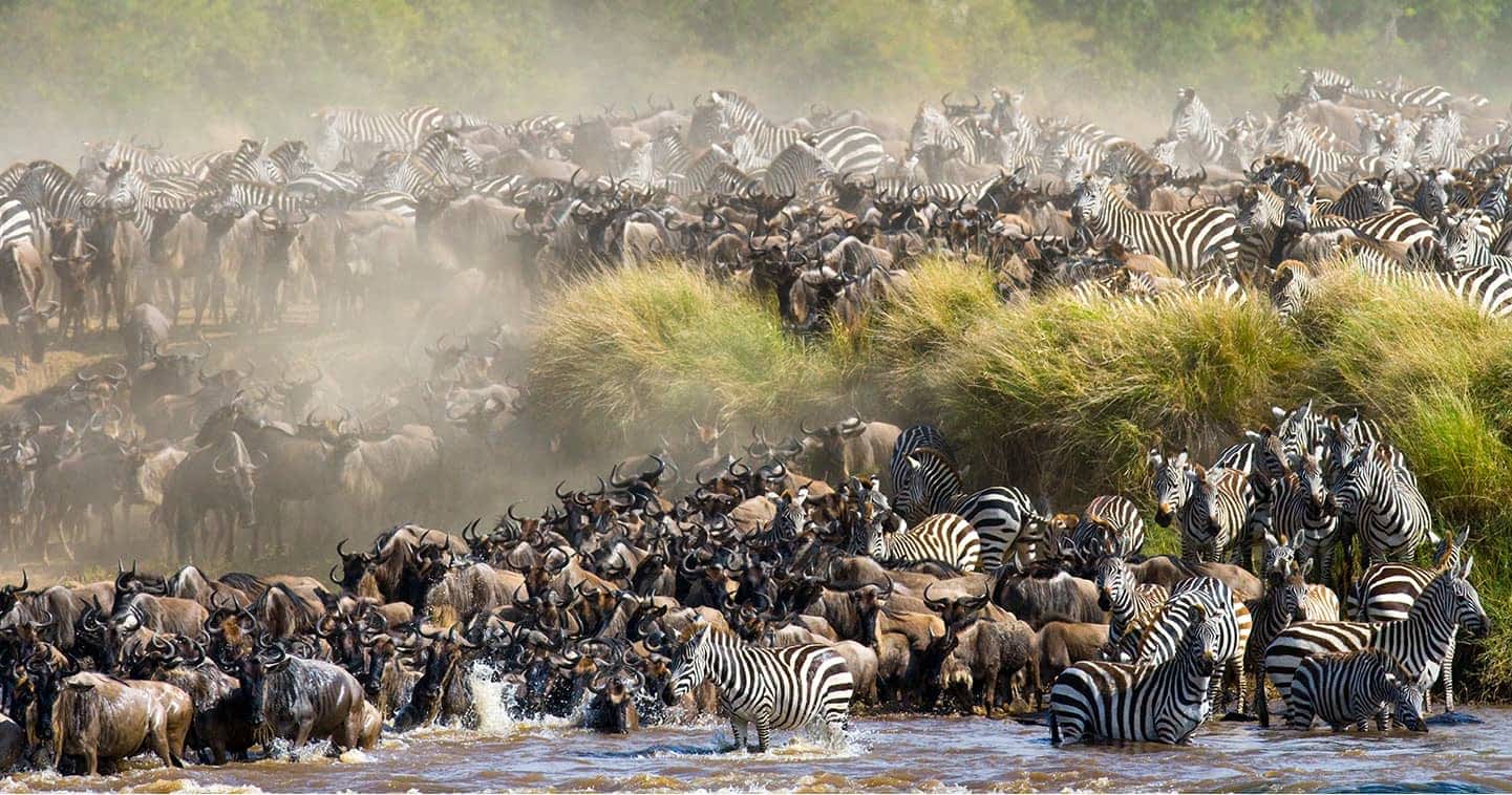 The Great Migration: Nature’s Greatest Show - And How to Witness It