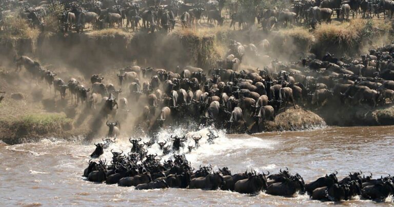 What Can I Do in Kenya with a Budget of $10,000?