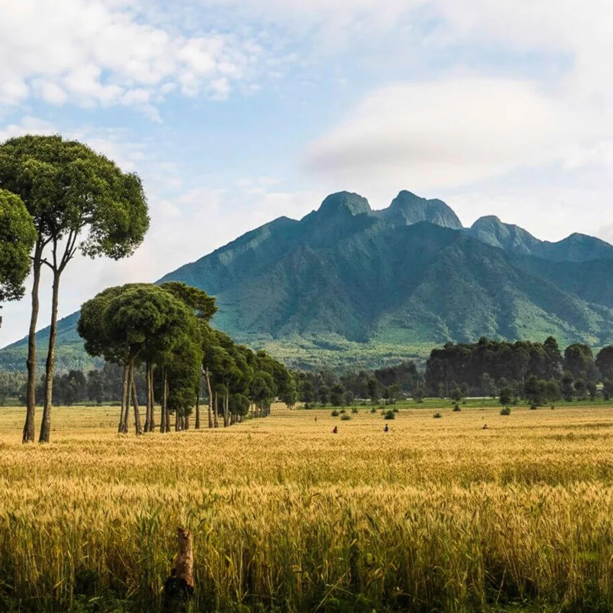 Volcanoes National Park
