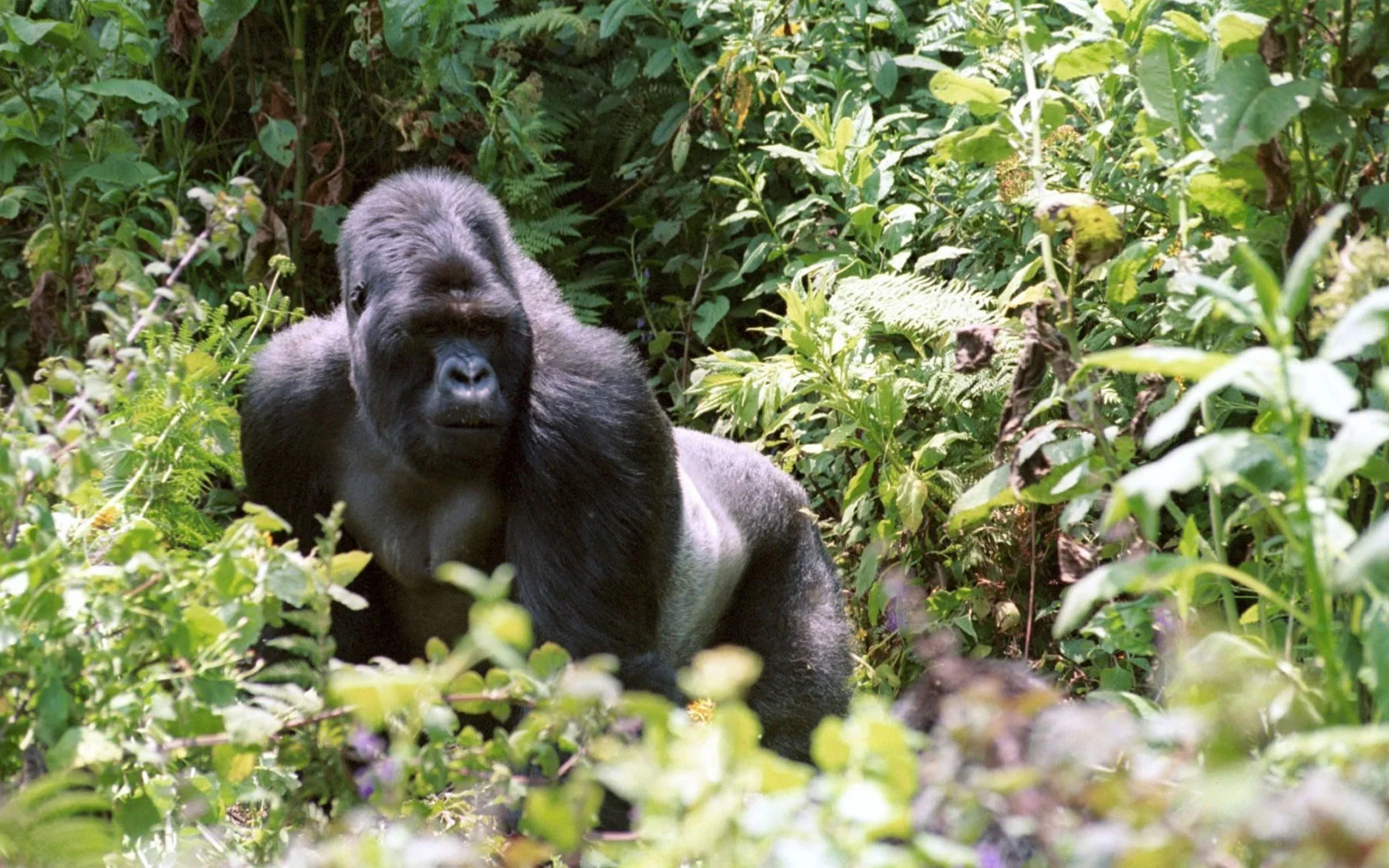 Volcanoes Wildlife
