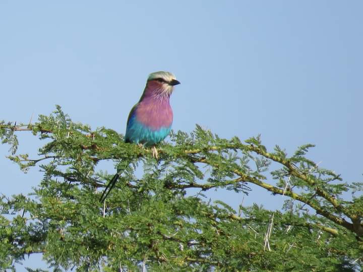 Amboseli National Park – Full Day Birding 