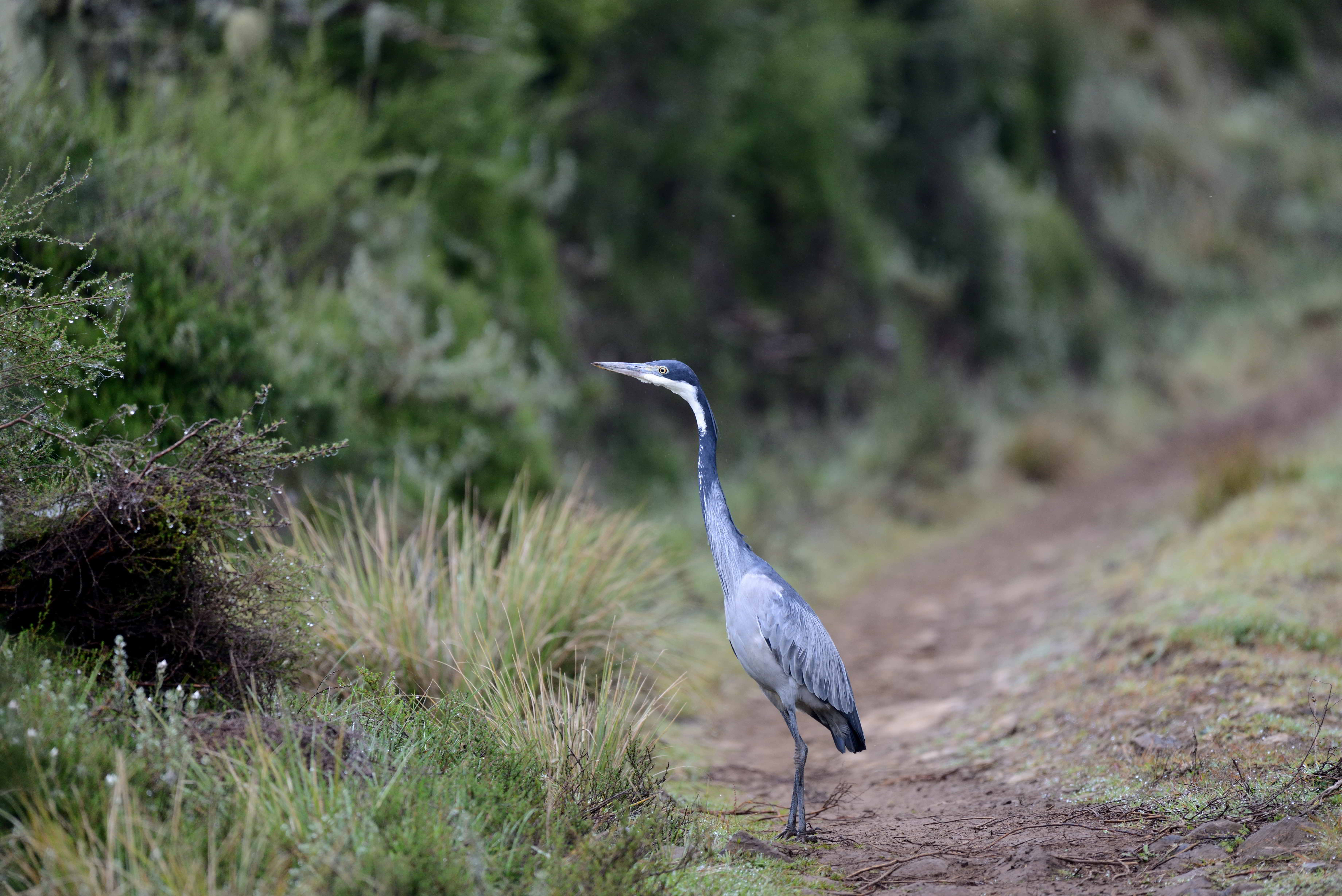 Taita Hills