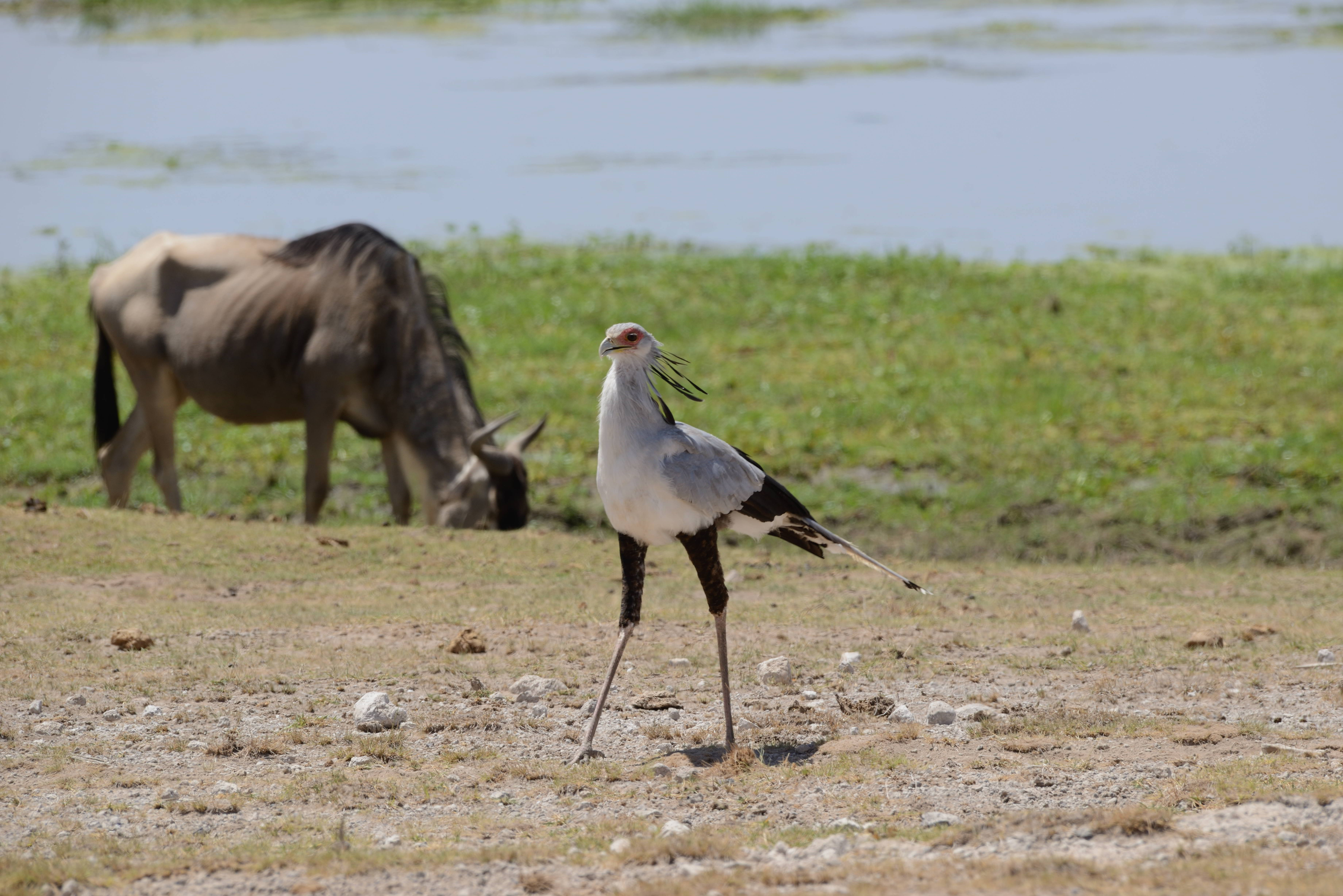 Lake Elementeita – Flamingos & Water birds of the Rift Valley