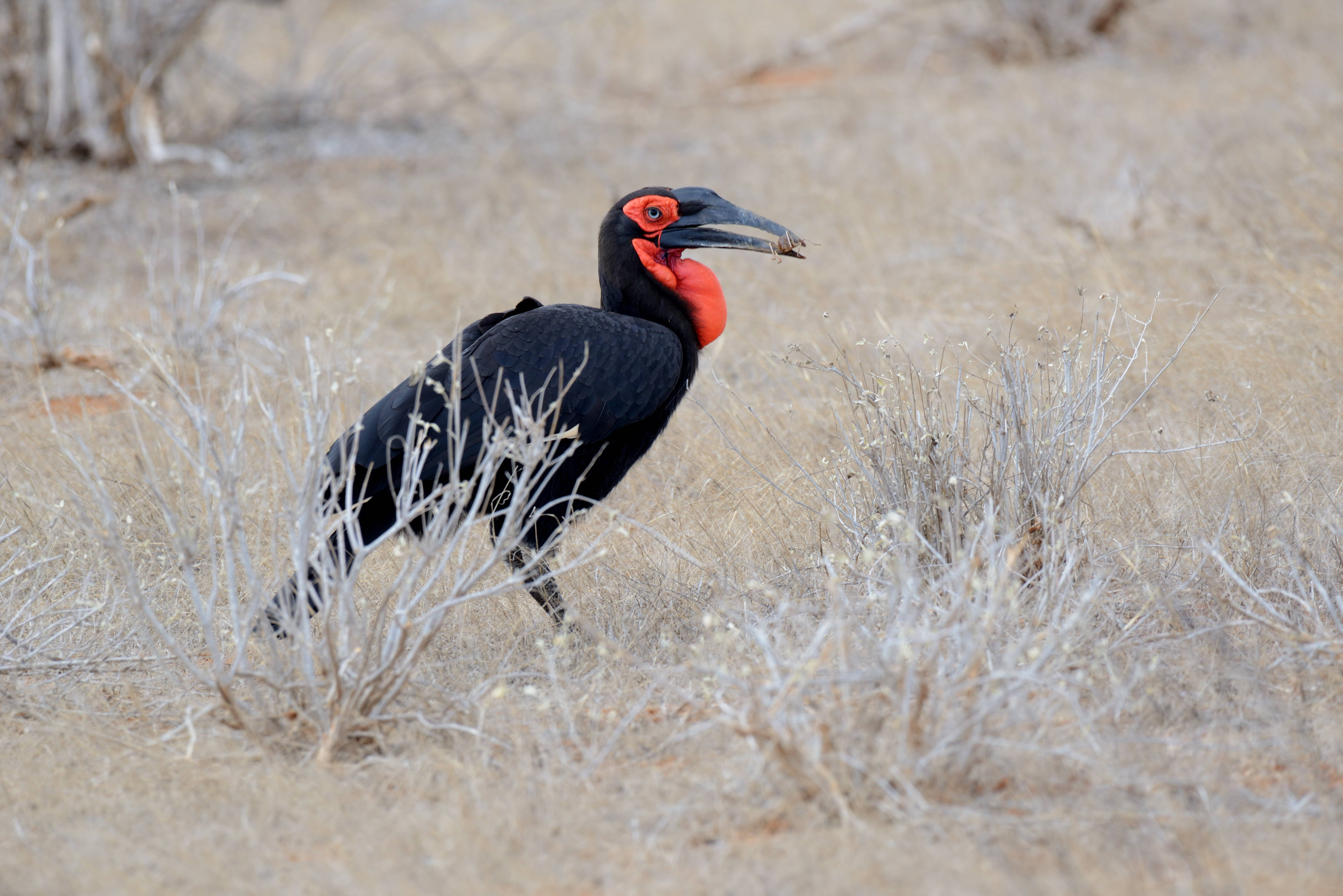 Tsavo East National Park