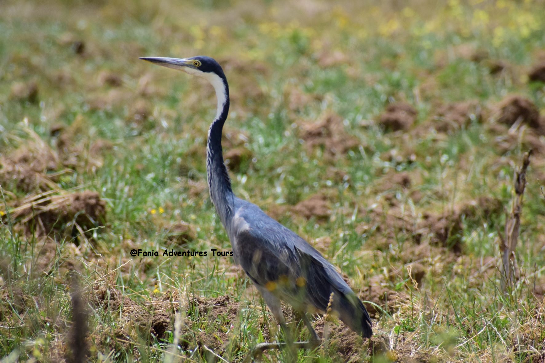 Lake Bogoria