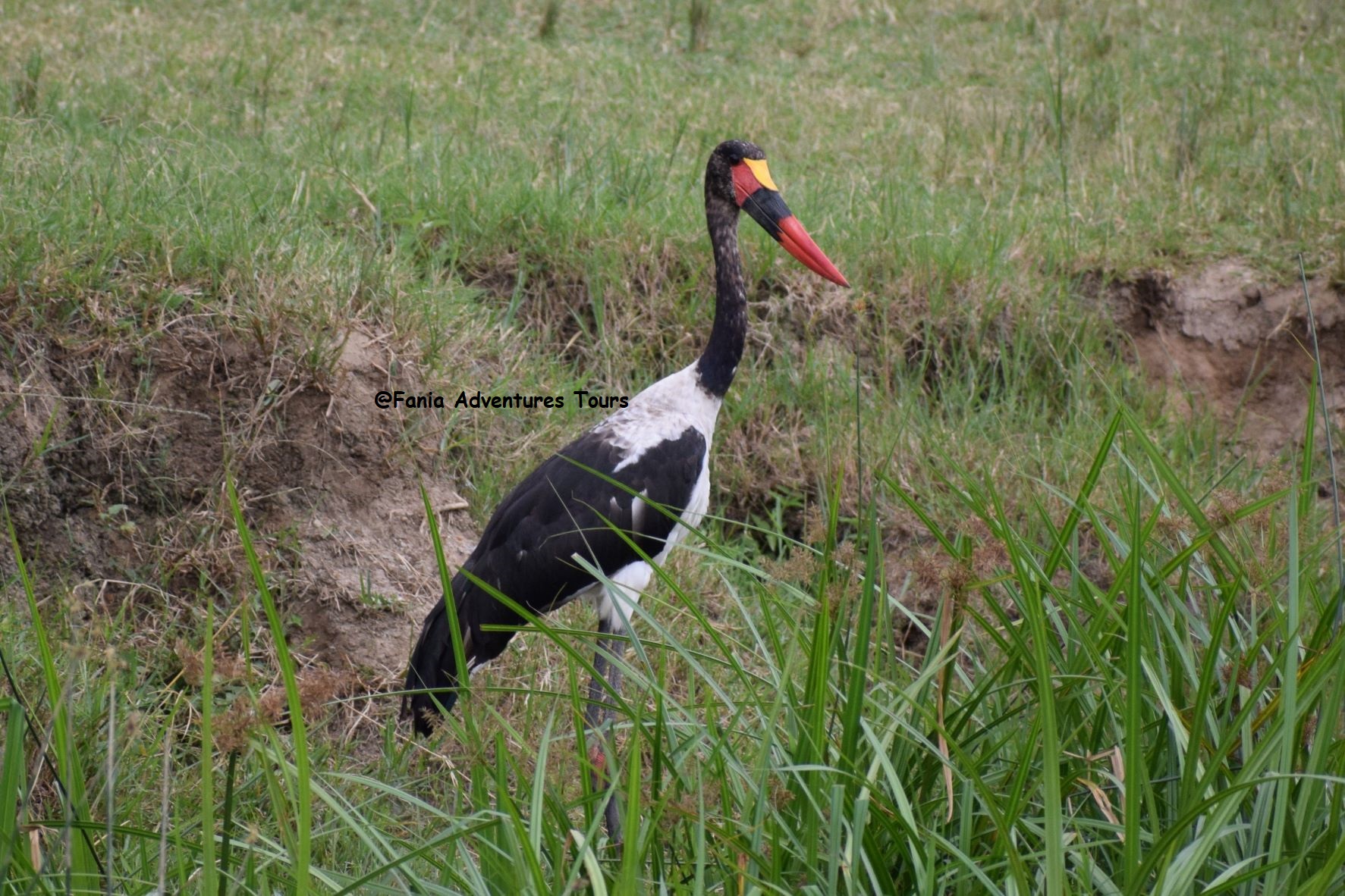 Mount Kenya – Birding in Montane Forests