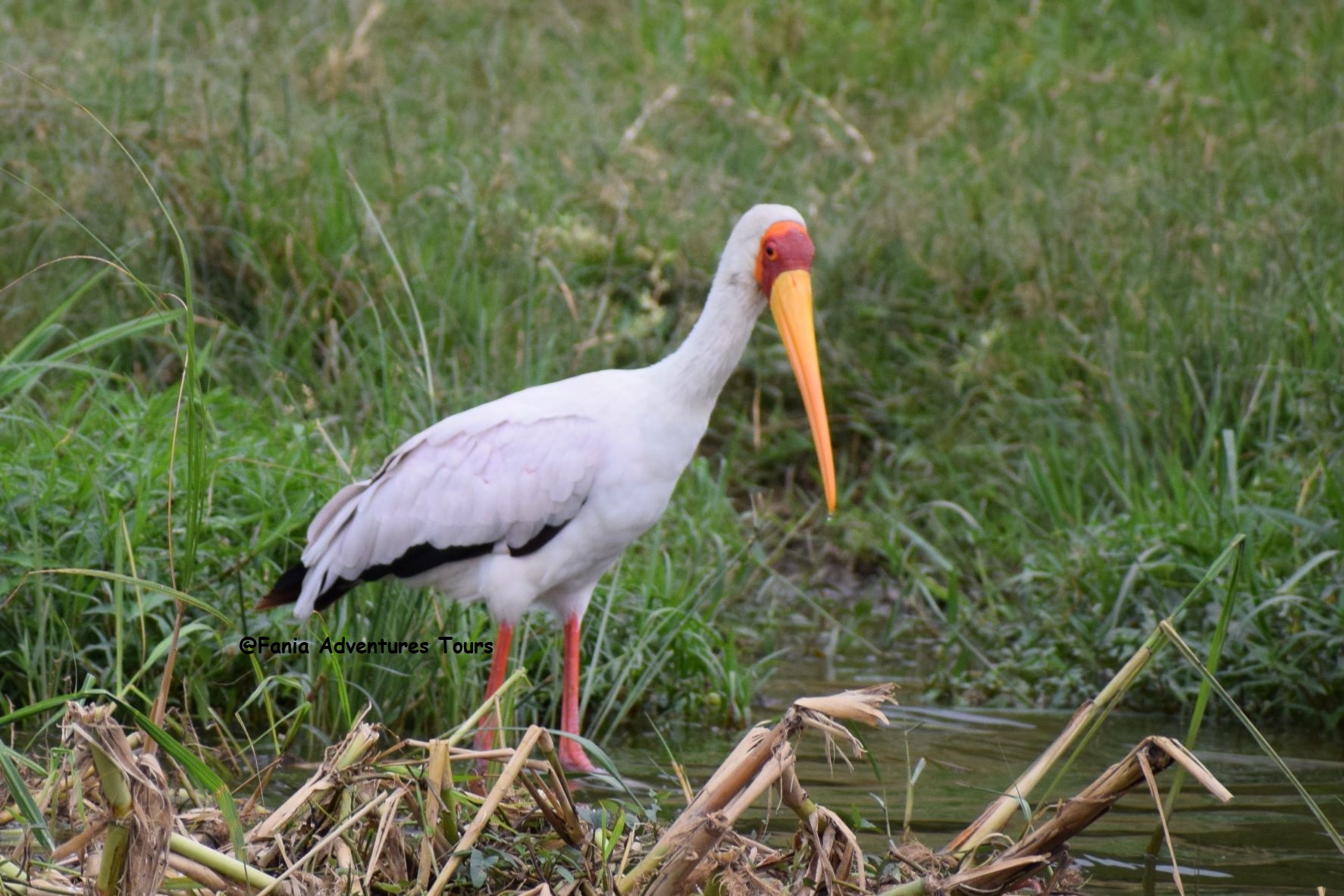 Birdwatching safari 24 days across Kenya
