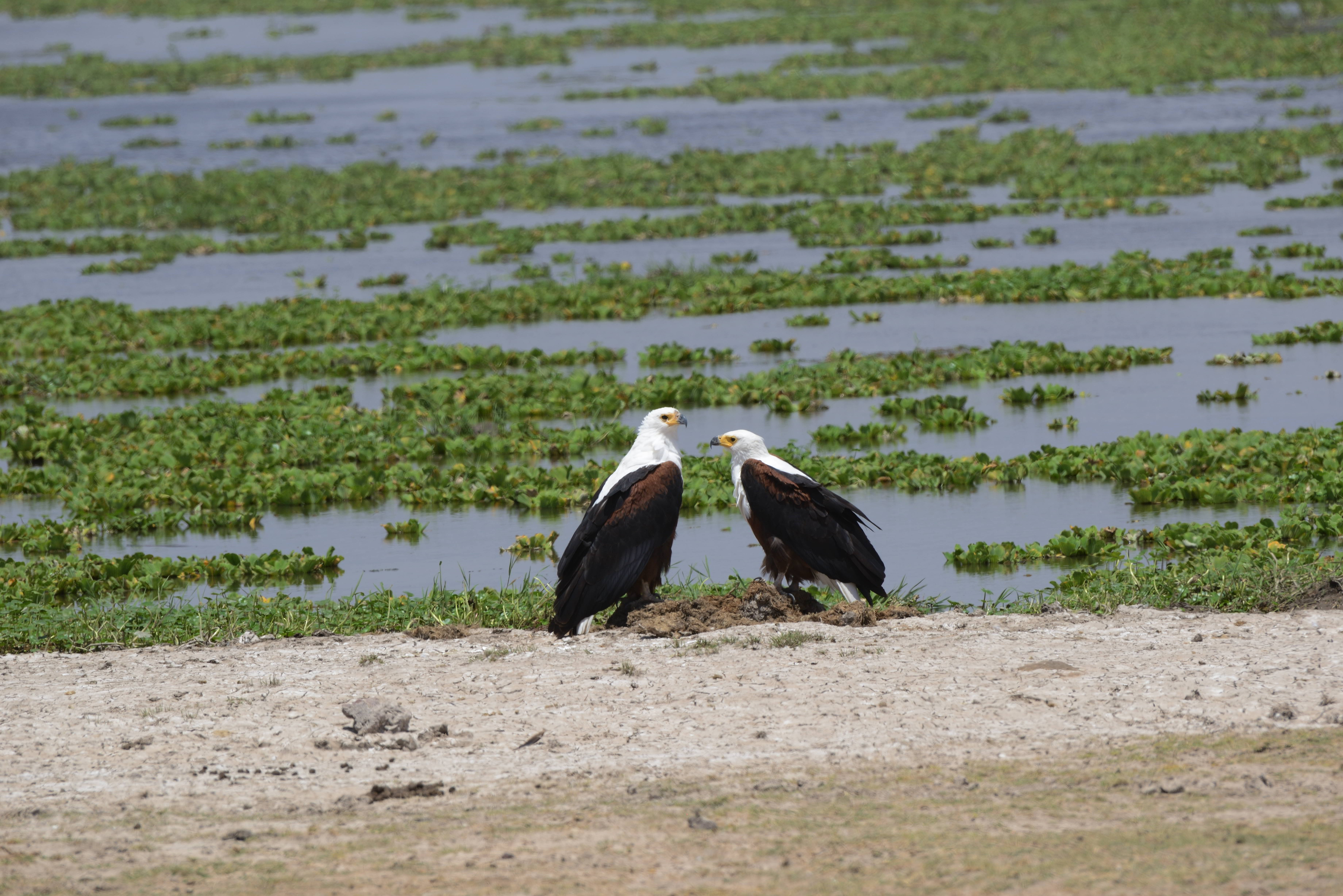 Lake Naivasha