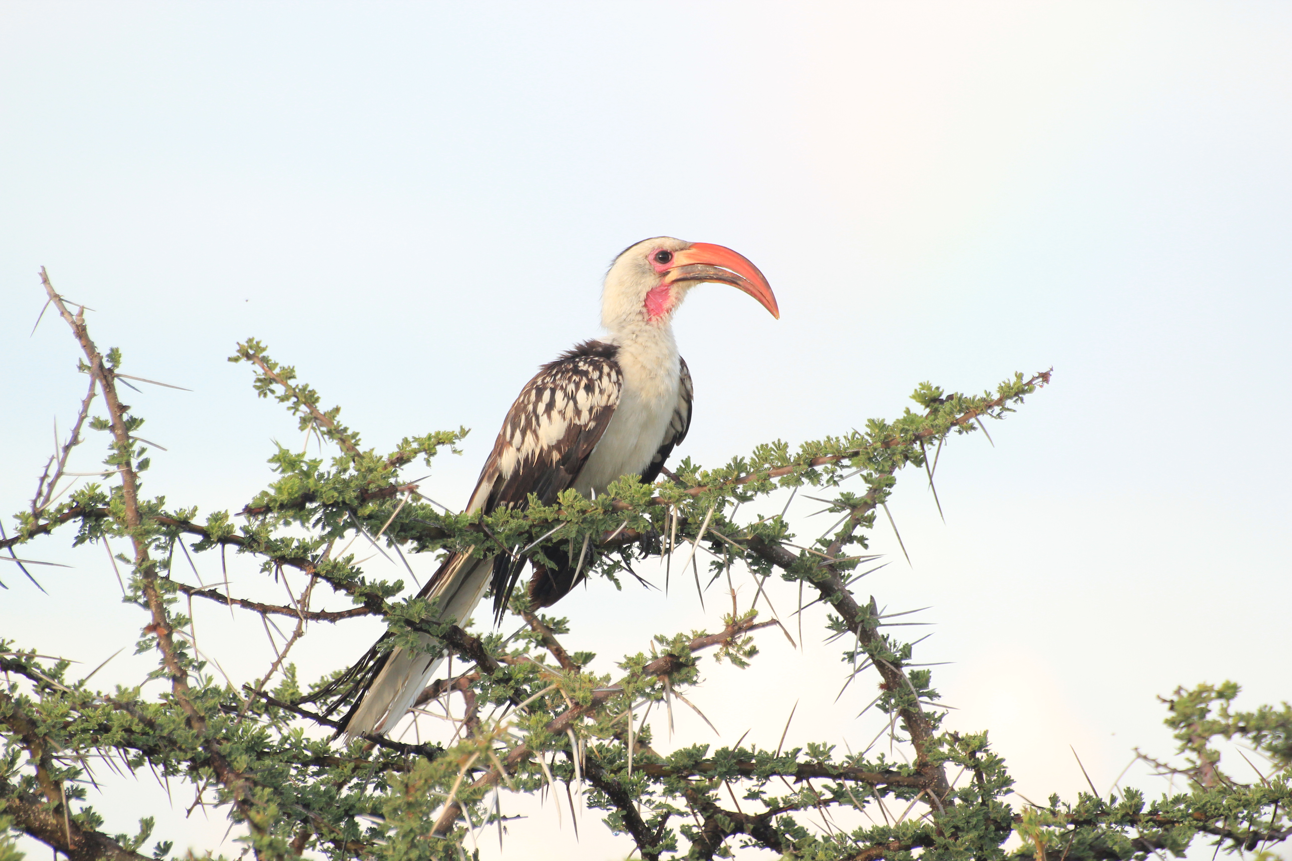 Tsavo West National Park