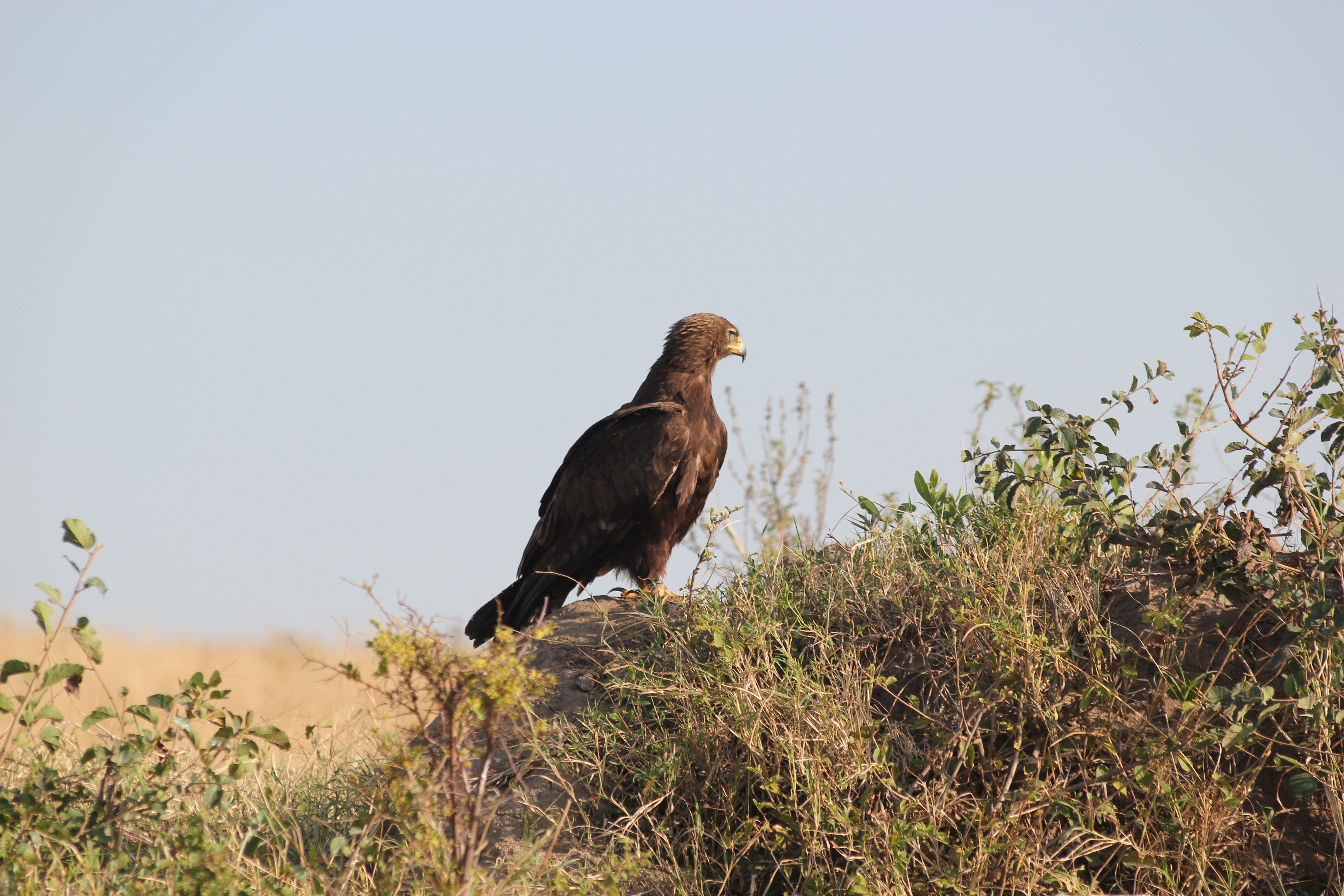Tsavo East National Park