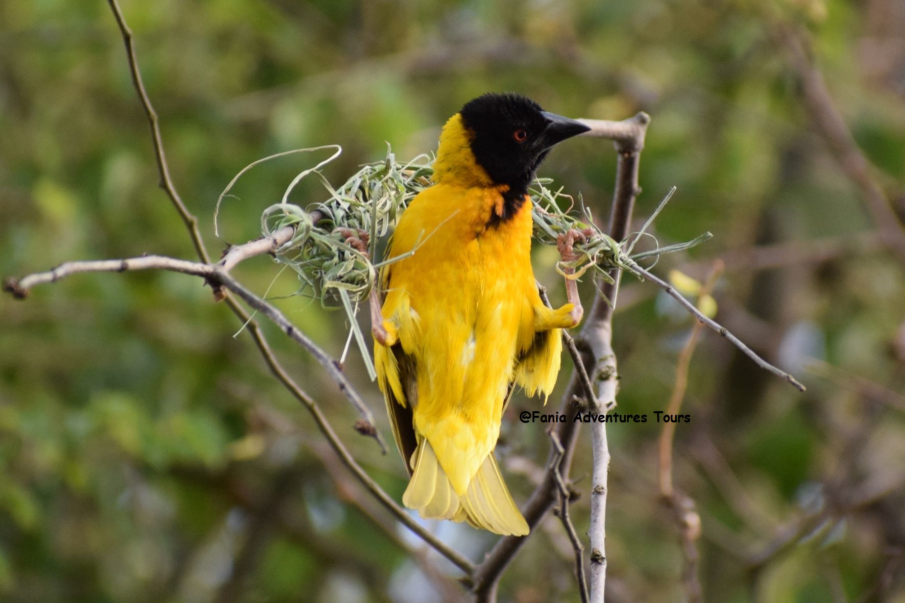 Kisumu Impala Sanctuary – Birding on Lake Victoria’s Shores