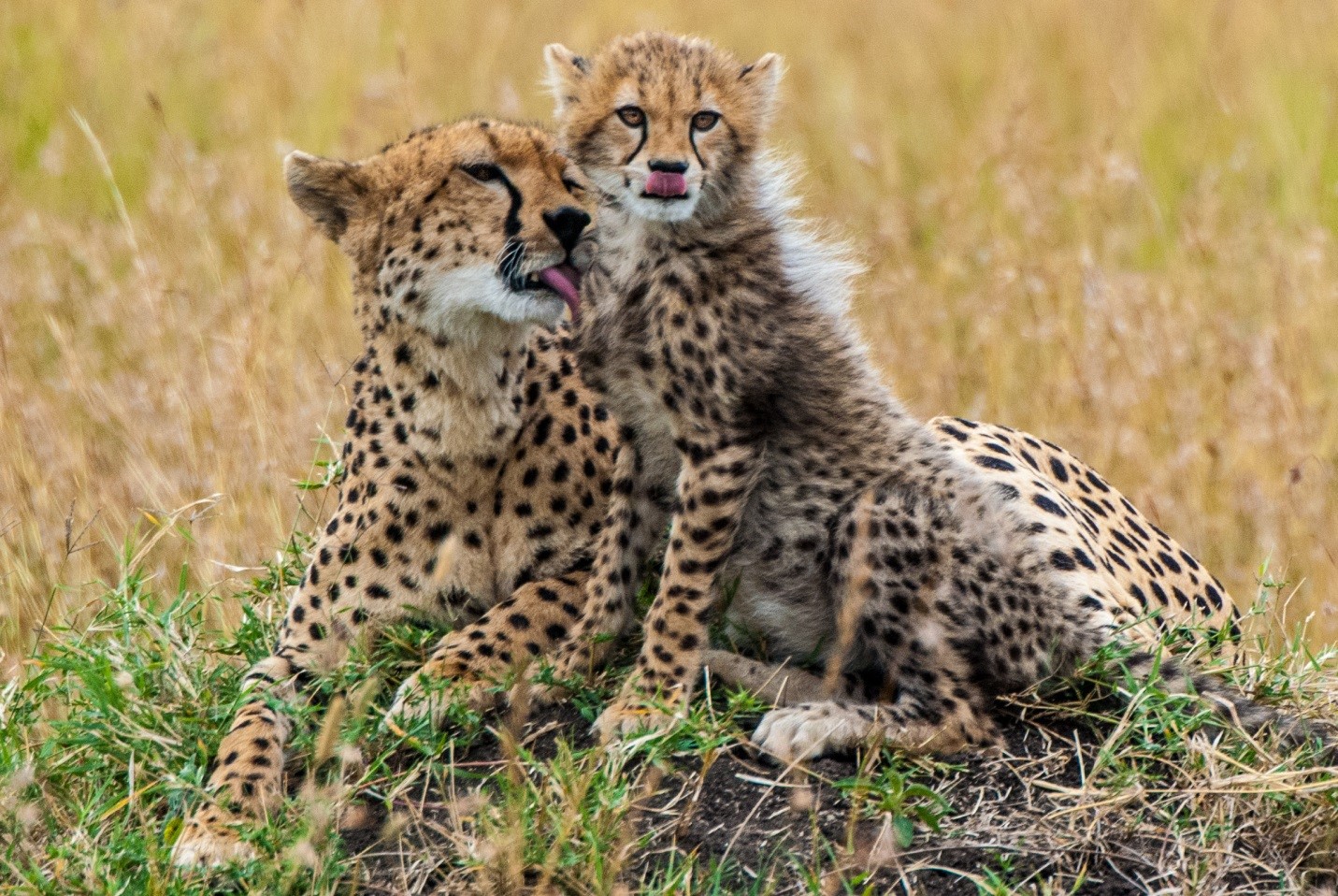 3 Days 2 Nights Untamed Wilderness Samburu