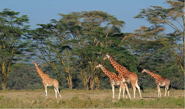 Safari planning