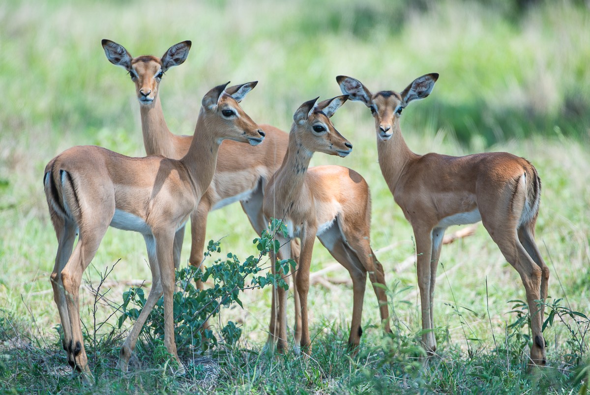 Safari planning