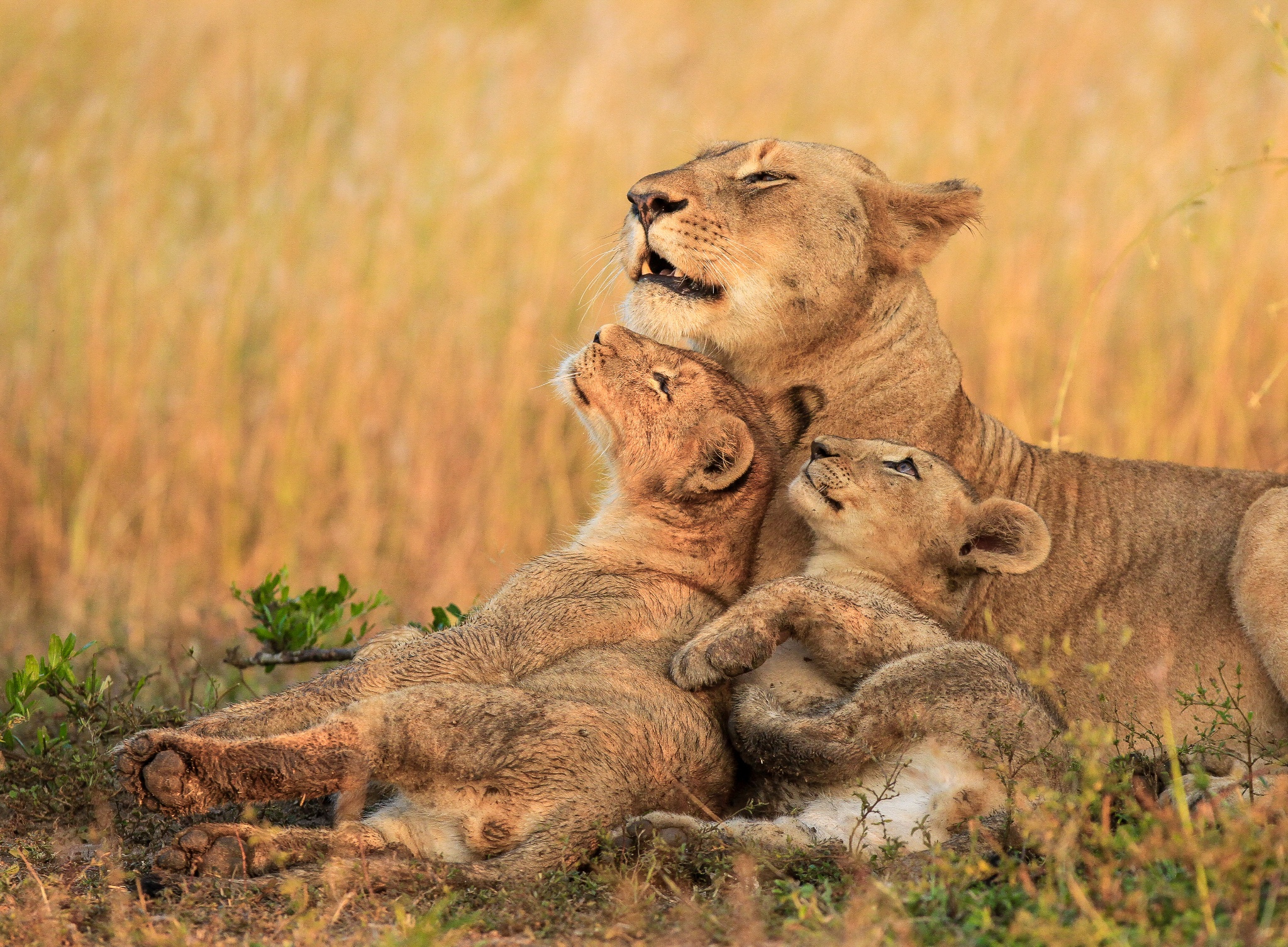 Amboseli - Nakuru - Maasai Mara Safari 5 Days