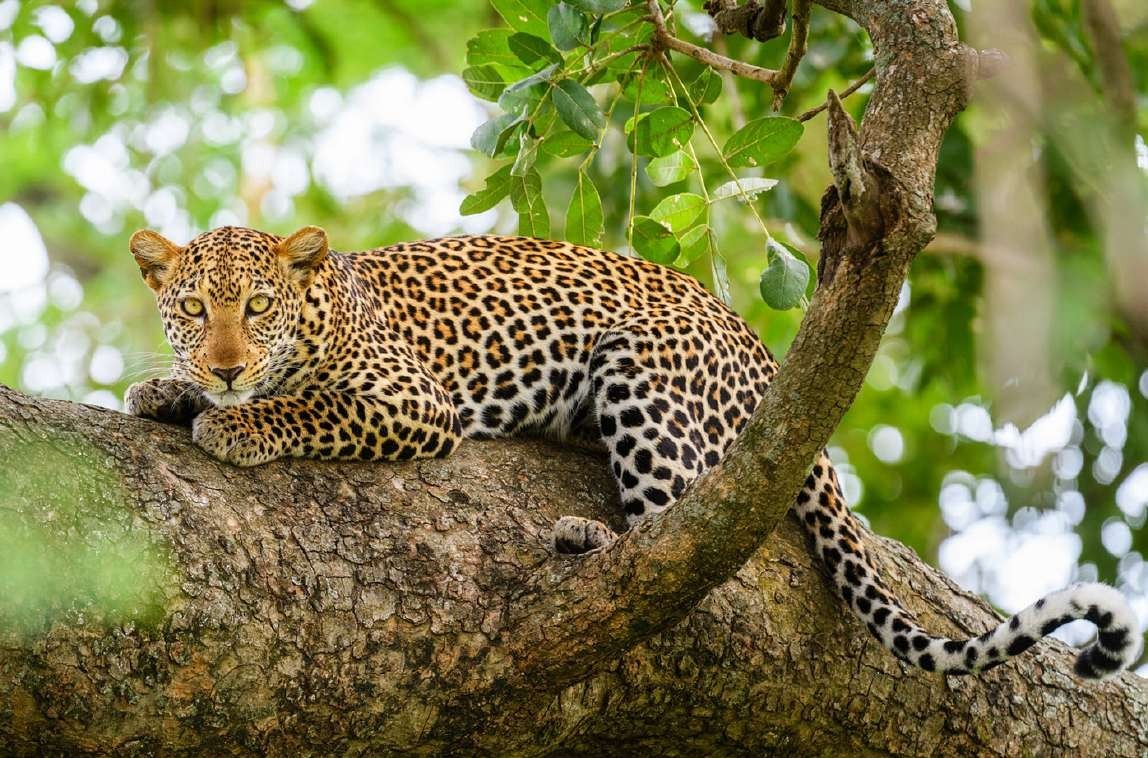 Maasai Mara Tour 4 Days