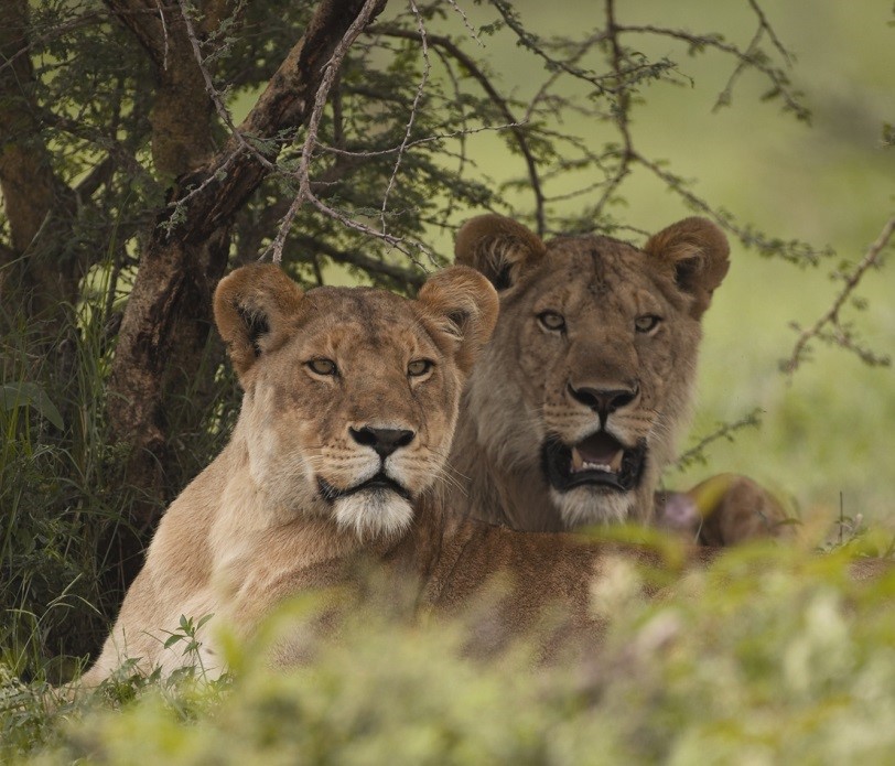 5-days-mid-range-kenya-safari