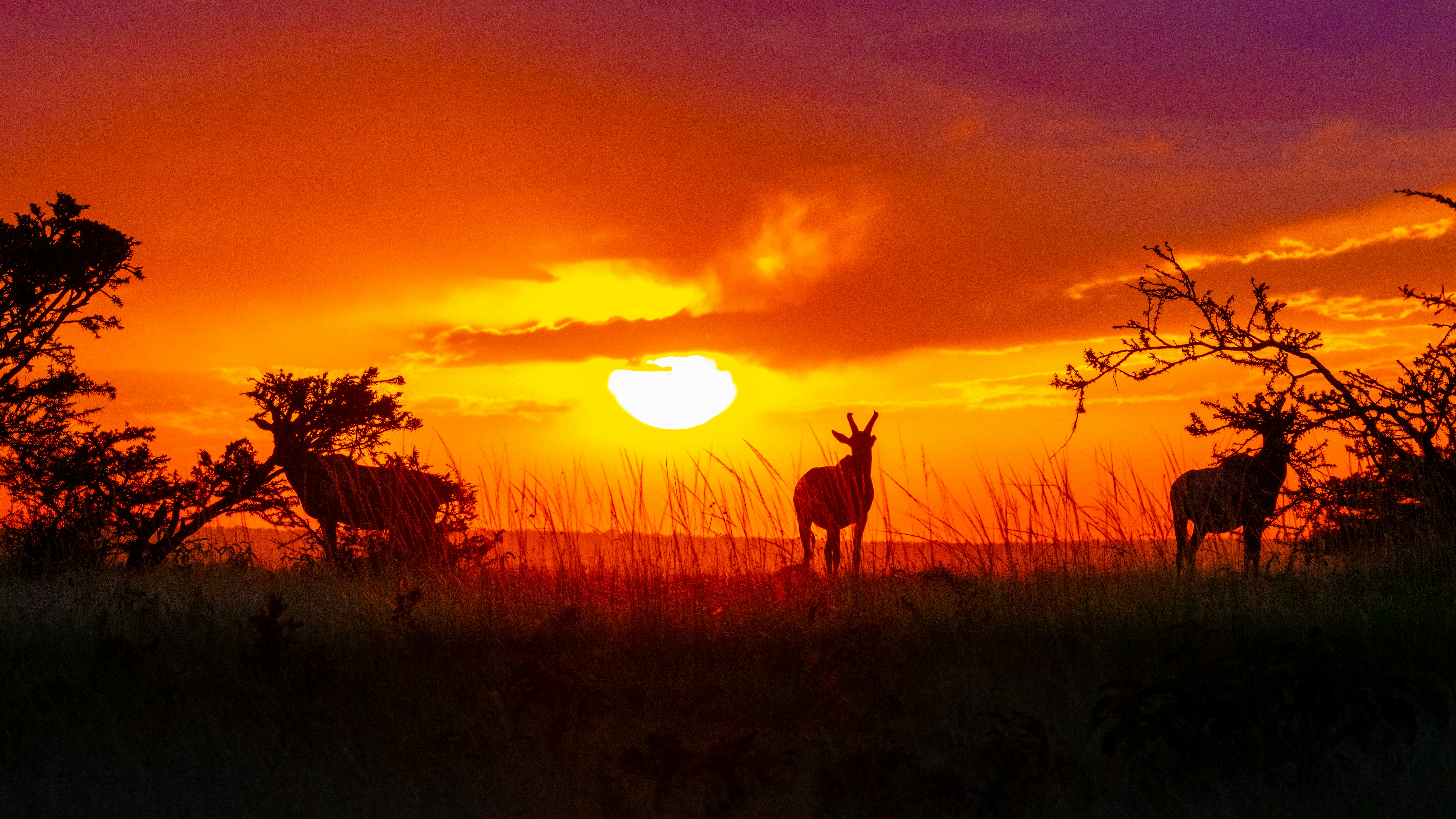 Safari planning
