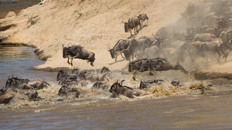 Luxury African Safari Photo & Video Gallery