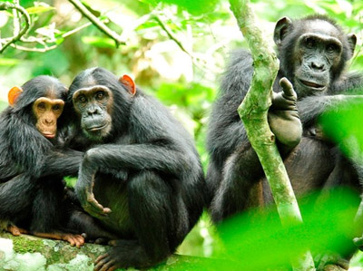 Gorilla and Chimpanzee Adventure in Uganda