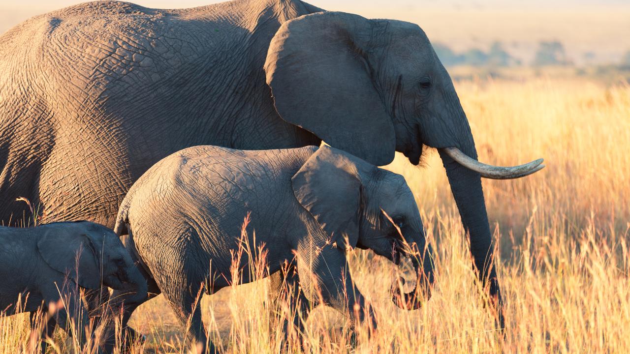 3 Days 2 Nights Elephant encounter in Amboseli
