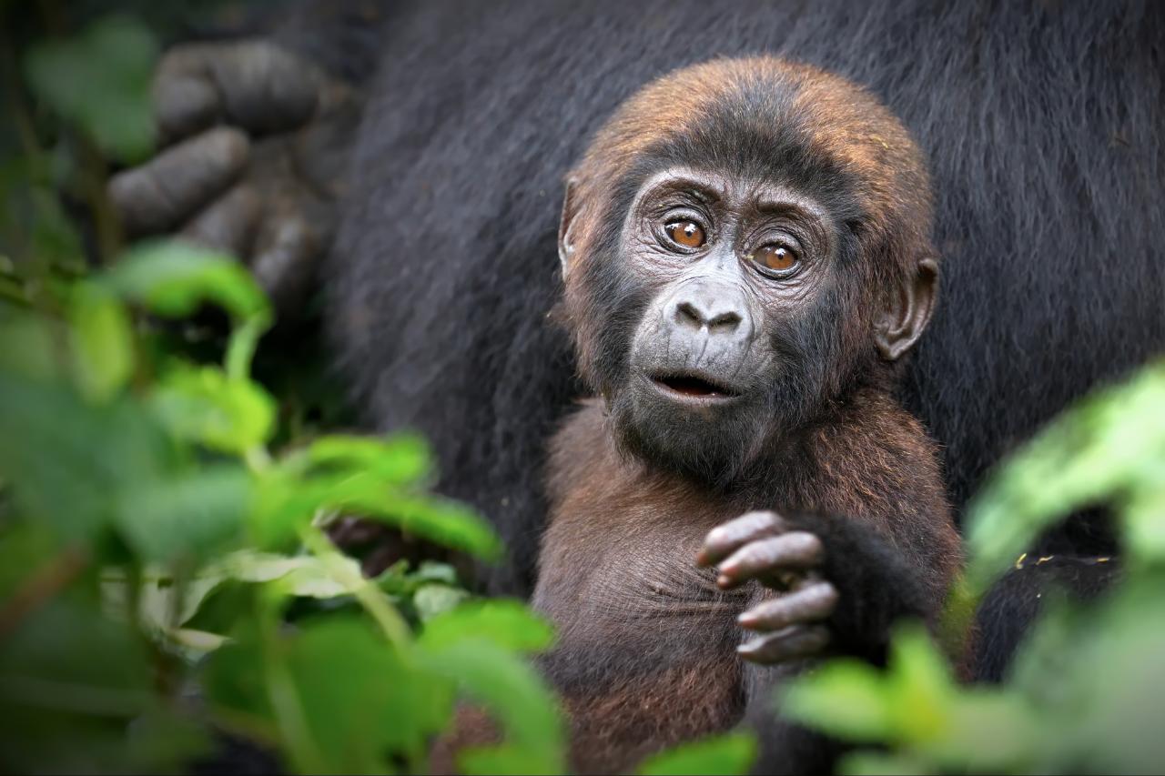 7 Days 6 Nights Discovering Uganda: Gorilla And Chimpanzee Adventure